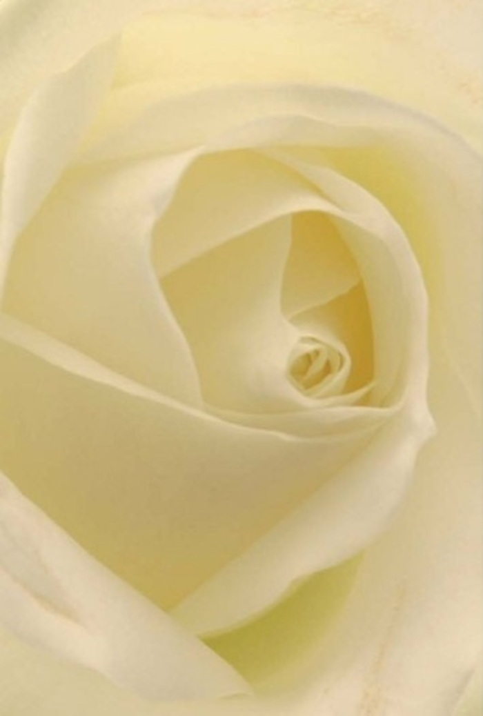 Viewed from close, this classic white rose-arranged with skill by florists in Dartmouth Park-enchants with its interplay of texture, light, and subtle colour. Creamy layers unfurl in a seamless spiral, each petal glowing softly as if catching filtered sunlight from a Parliament Hill morning. The composition embodies tranquility and understated beauty, with whites and creams mingling gracefully, making the whole flower appear gently illuminated from within. Its spiraled single bloom, near flawless at the core, projects both purity and inner resilience-an ideal offering for everything from romantic gestures to a heartfelt apology, or to grace the table at a local wedding celebration. Shadow and highlight bring nuanced depth, elevating the bloom's natural perfection. There's an imagined fragrance-a clean, soft aroma-lingering like a memory, suiting every emotional occasion. Flowers Dartmouth Park captures the essence of the area's artistic spirit and leafy charm in every meticulously arranged bouquet.